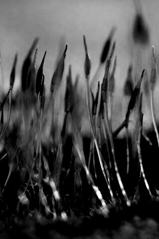 Тонкие ростки обои