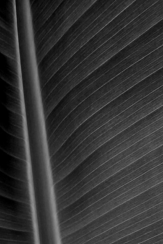 Желтый черенок листа обои