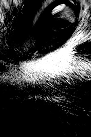 Мордашка кота крупным планом обои