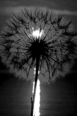 Одуванчик на закател обои