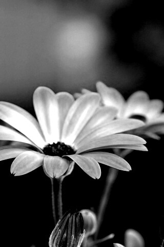 Три желтых цветка обои