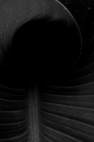 Свернутый в трубочку лист обои