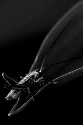 Кузнечик на листике обои