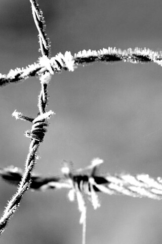 Замерзшая колючая проволока обои