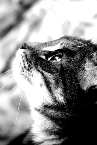 Котик смотрит верх обои