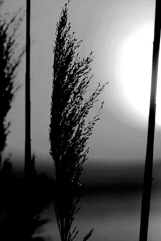 Травинка на закате обои