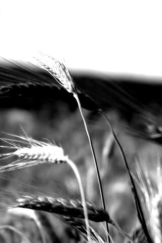 Колоски на ветру обои