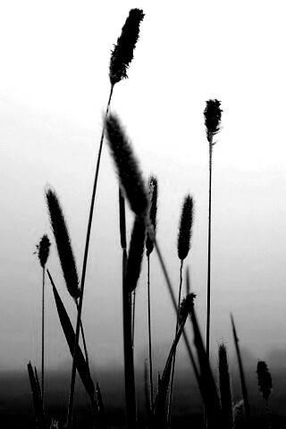 Травинки на фоне золотого неба обои