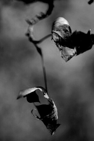 Увядшие листья обои