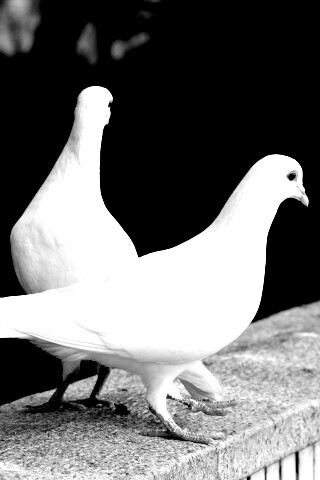 Два белых голубя обои