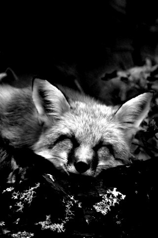 Спящая лиса обои