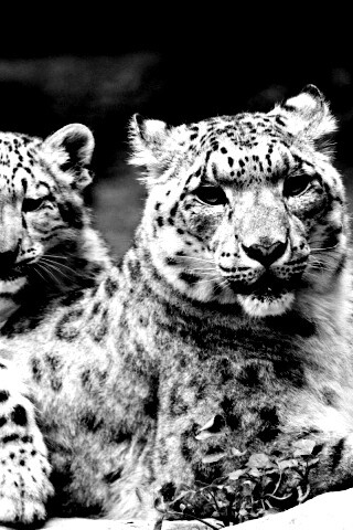 Самка снежного барса с котенком обои