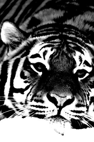 Тигр в снегу обои