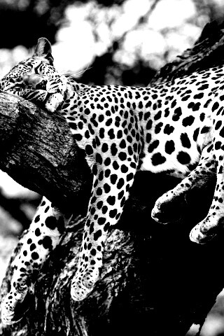 Спящий гепард обои