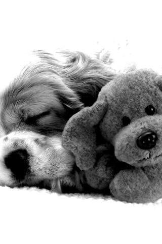 Собака спит с игрушкой обои