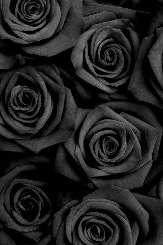 Букет красных роз обои