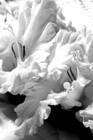 Гладиолус обои