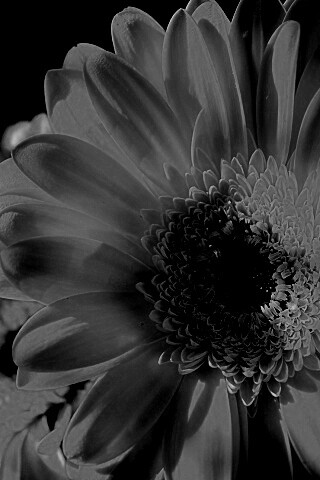 Желтый гербер обои