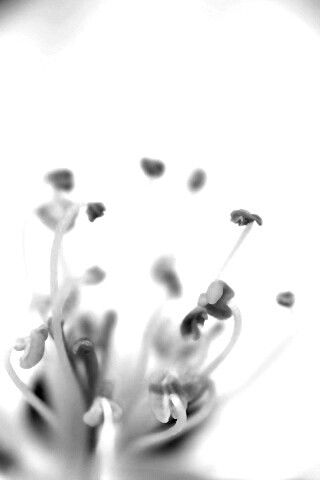 Желтые тычинки обои