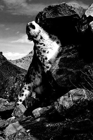 Барс чешется о камни обои