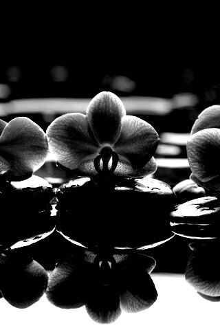 Орхидеи на камнях обои