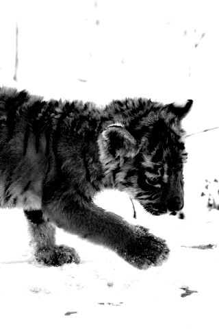 Тигренок на снегу обои