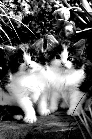 Котята в цветах обои