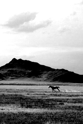 Мустанг в прериях обои