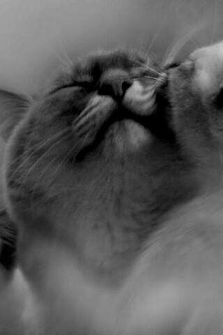 Котята с мамой обои