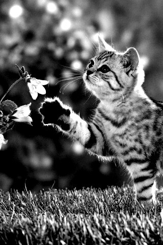 Котенок играет с цветами обои