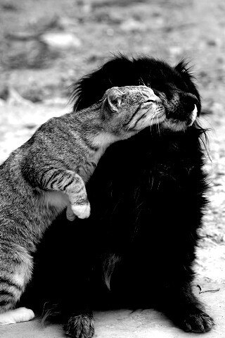 Поцелуй кошки и собаки обои