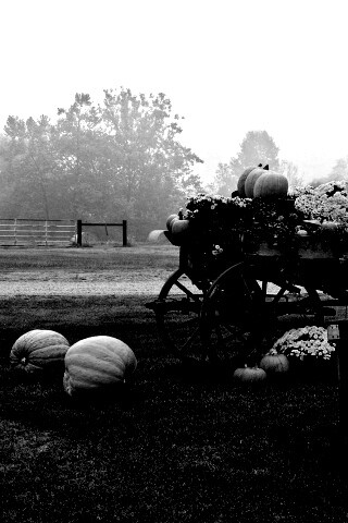 Урожай тыков обои