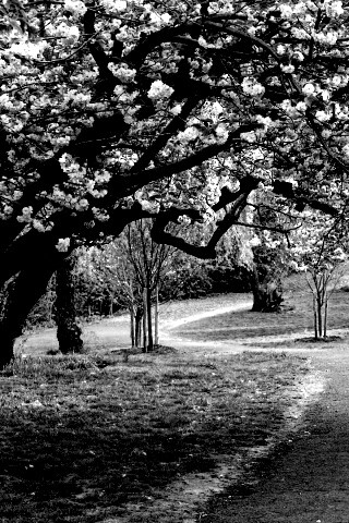 Дорожка между деревьями обои