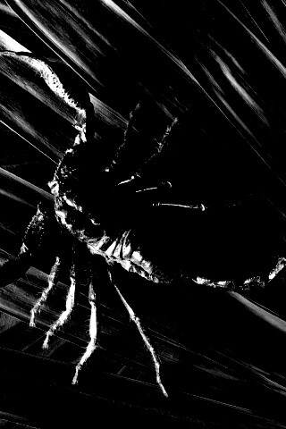 Скорпион на траве обои