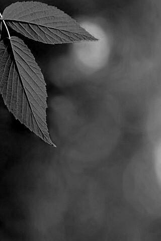 Два листа обои