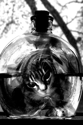 Кот наблюдает за рыбкой в бутылке обои