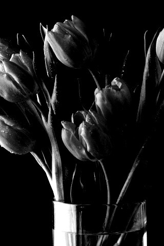 Букет тюльпанов обои