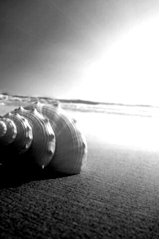 Золотистая ракушка обои