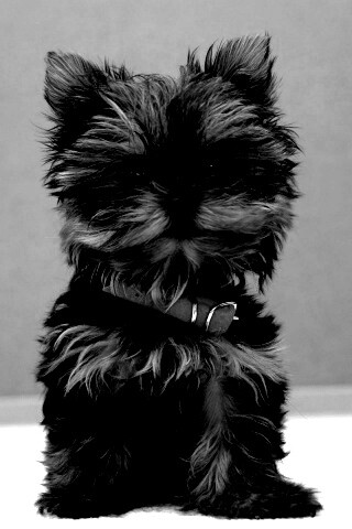 Щенок в красном ошейнике обои