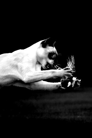 Кошка ловит птичку обои