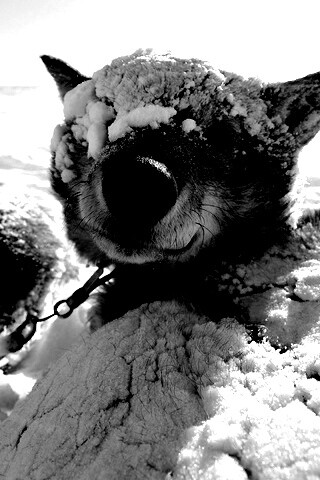 Собачка под снегом обои