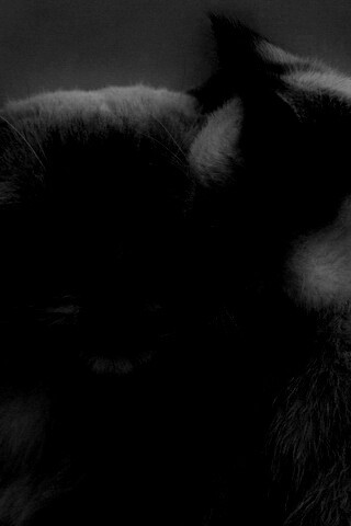 Кошка с котенком обои