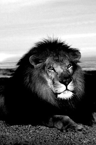 Лев на берегу океана обои