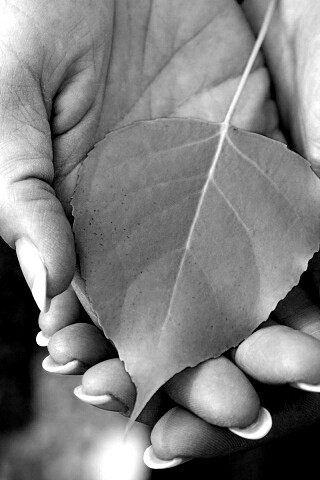 Осенний лист в руках обои