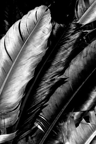 Разноцветные перья обои