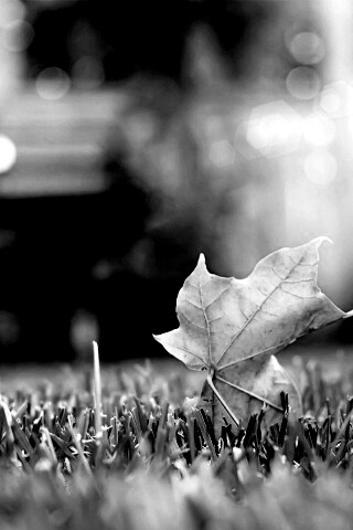 Зеленый лист на траве обои