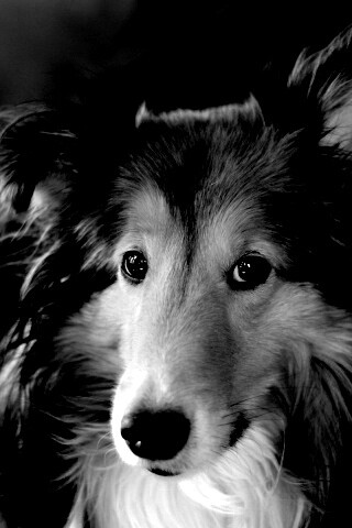 Колли с умными глазами обои
