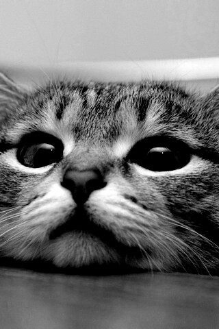 Любопытный котейка обои