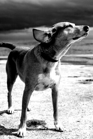 Собака на пирсе обои