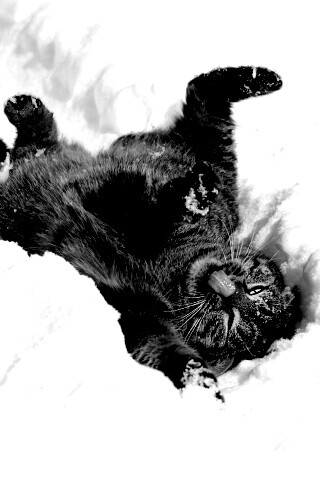 Кот валяется в снегу обои